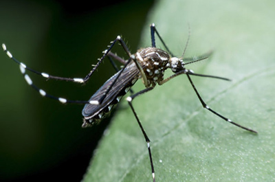 Mosquito Control in Sterling Heights, MI | Dynamic Lawn & Landscape - dynamic-lawn-and-landscape7