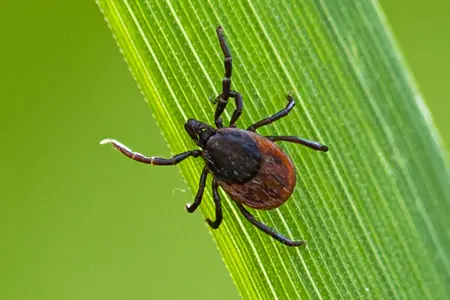 tick on grass