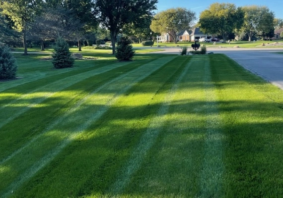 Lawn