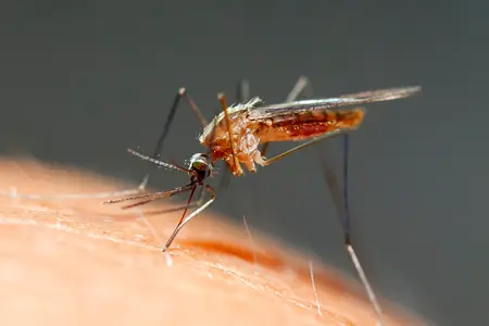 mosquito landing on someone's arm