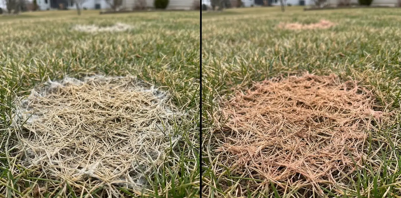 pink vs gray snow mold on a lawn