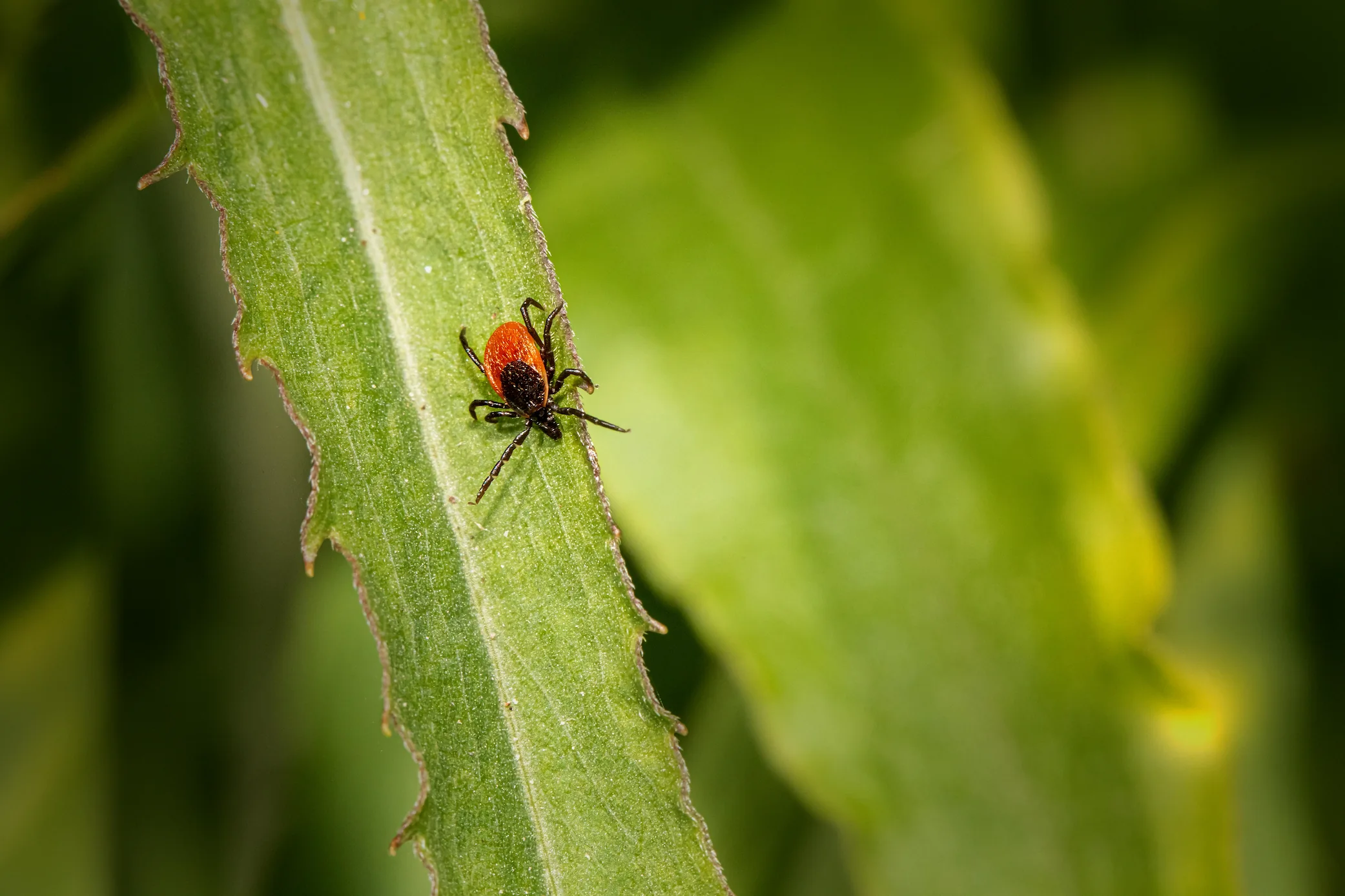 Tick Season in Michigan: When to Start Yard Treatment | Dynamic Lawn ...