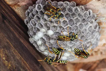 wasp nest on house