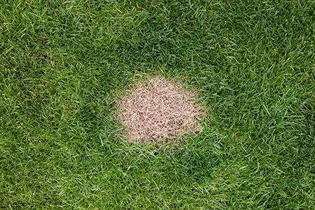 lawn disease