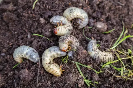 several white grubs in soil