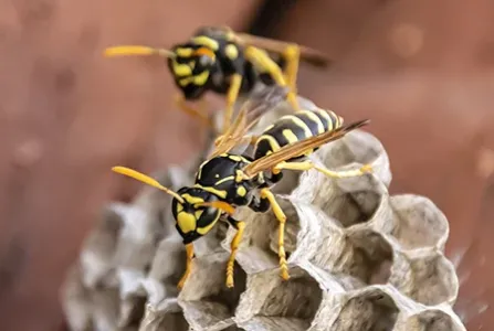 wasp nest