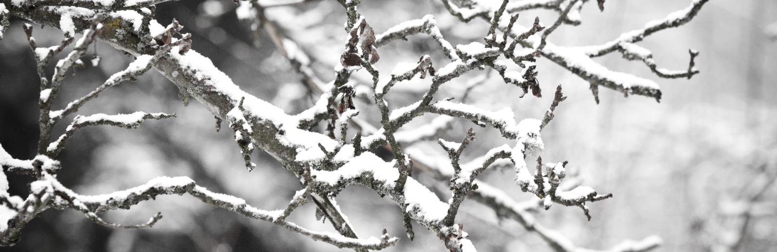 snow on branches