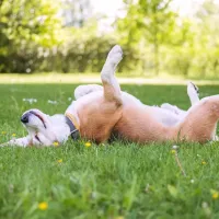 dog in green grass