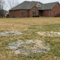 snow mold on a large lawn