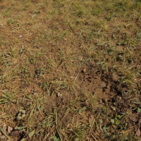 thin patchy grass yard
