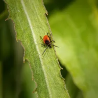 tick on a grass blade