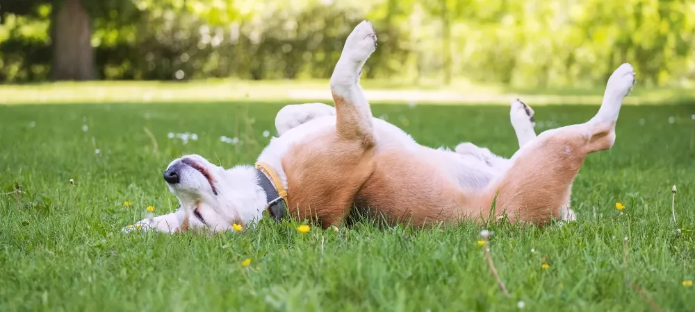 dog in green grass
