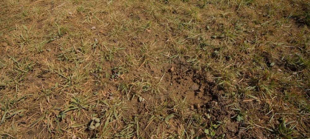 thin patchy grass yard