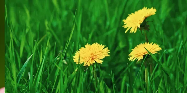 dandelion weeds in grass