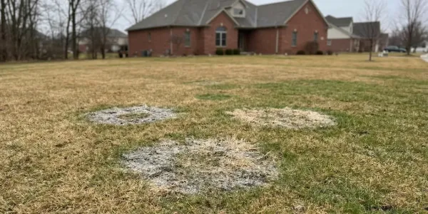 snow mold on a large lawn