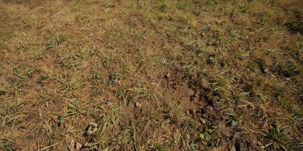 thin patchy grass yard