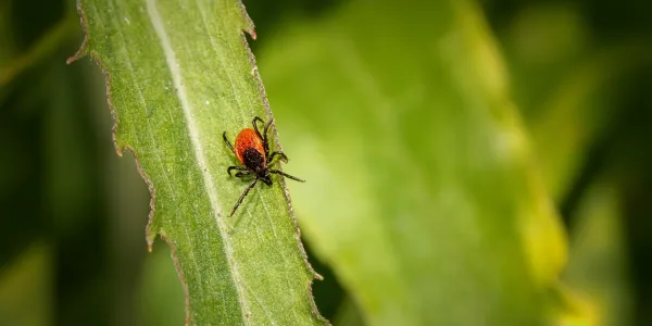tick on a grass blade